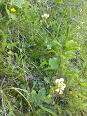Pedicularis tuberosa