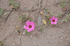 Modiolastrum gilliesii