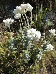Helichrysum fruticans