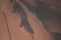 Taphozous mauritianus