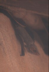 Taphozous mauritianus