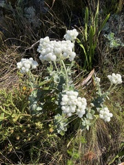 Helichrysum fruticans