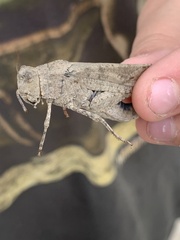 Trimerotropini
