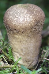 Lycoperdon nigrescens