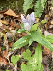 Gentiana decora