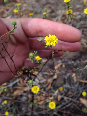 Lessingia germanorum