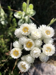 Helichrysum fruticans