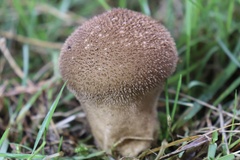 Lycoperdon nigrescens