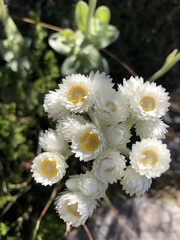 Helichrysum fruticans