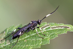 Achaius oratorius