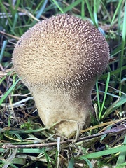 Lycoperdon nigrescens