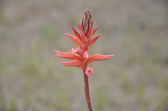 Sacoila lanceolata