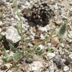 Dalea albiflora