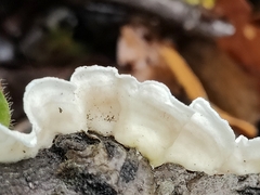 Byssomerulius corium