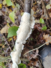 Byssomerulius corium