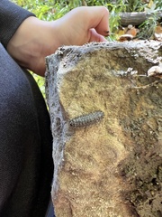 Arthropoda