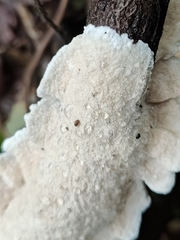 Byssomerulius corium