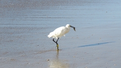 Egretta garzetta