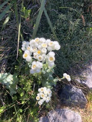 Helichrysum fruticans
