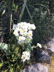 Helichrysum fruticans