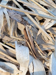 Dichromorpha elegans