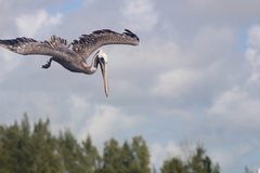 Pelecanus occidentalis