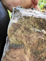 Arthropoda