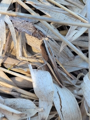 Dichromorpha elegans