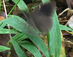 Mycalesis janardana