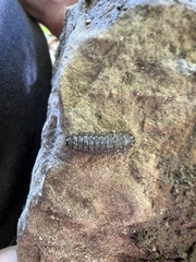 Arthropoda