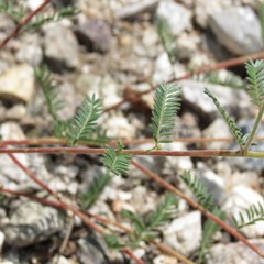 Dalea albiflora