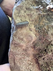 Arthropoda