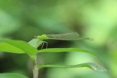 Ischnura capreolus