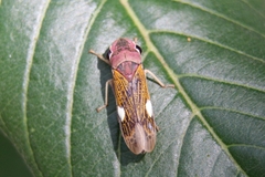 Oncometopia facialis