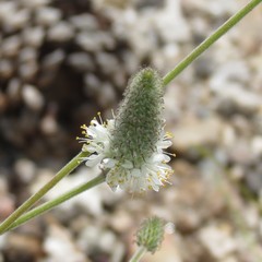 Dalea albiflora