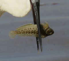Parablennius sanguinolentus