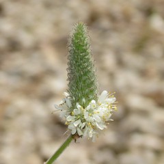 Dalea albiflora
