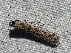 Phycitodes reliquellum