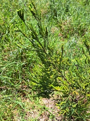 Passerina corymbosa