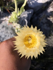 Syncarpha speciosissima