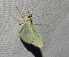 Nemoria lixaria