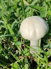 Leucoagaricus