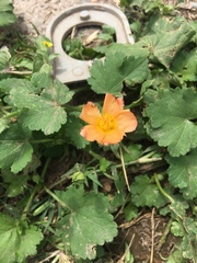 Modiolastrum malvifolium