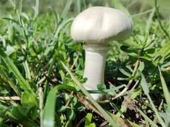 Leucoagaricus