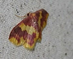 Lophosis labeculata