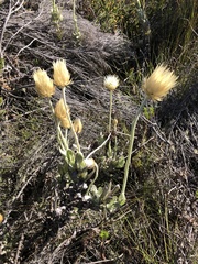 Syncarpha speciosissima