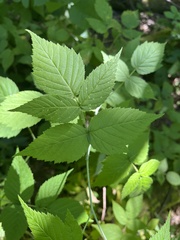 Rubus occidentalis