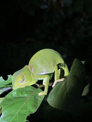 Chamaeleo dilepis