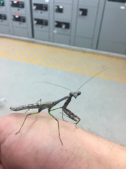 Stagmomantis