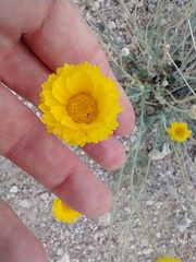 Baileya multiradiata
